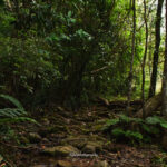Forest trail in Kerala, representative of a sacred grove (kavu)